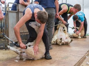 Lamb Shearing